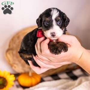 Hercules, Mini Bernedoodle Puppy